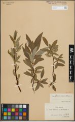 Foto von Salix glauca L. x Salix phylicifolia L.